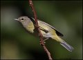 _2SB1273 orange-crowned warbler